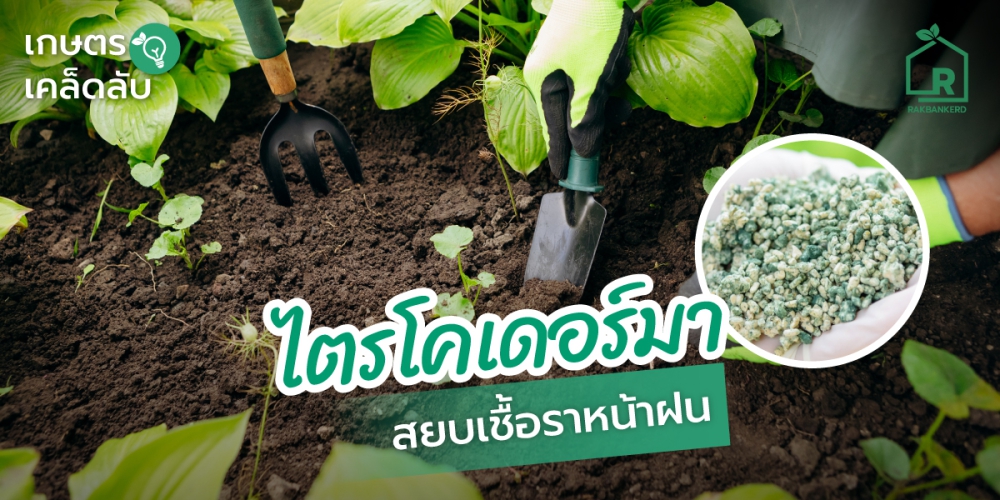 ไตรโคเดอร์มา สยบเชื่อราหน้าฝน