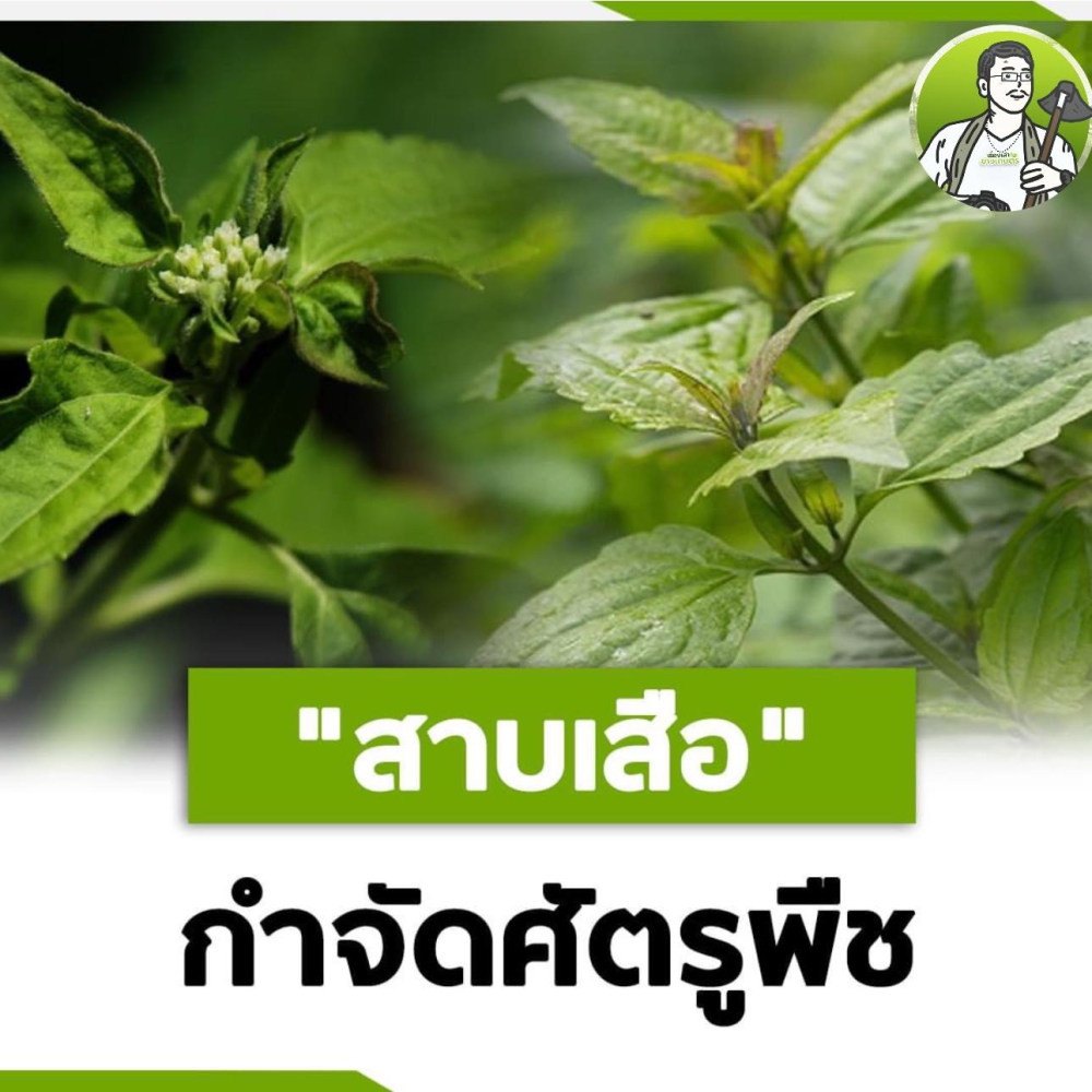 สาบเสือป้องกันกำจัดศัตรูพืชช่วยลดการใช้สารเคมีและต้นทุน