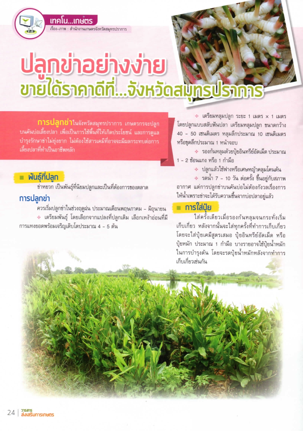 ปลูกข่าอย่างง่าย ขายได้ราคาดี