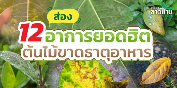 ส่อง 12 อาการยอดฮิต ต้นไม้ขาดธาตุอาหาร
