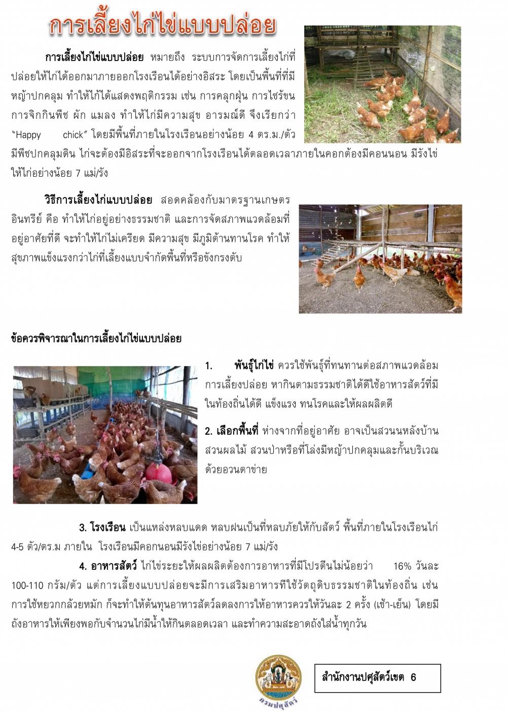 วิธีการเลี้ยงไก่ไข่แบบปล่อย