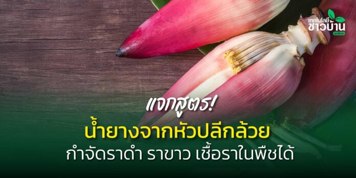 น้ำยางจากหัวปลีกล้วย กำจัดราดำ ราขาว เชื้อราในพืชได้
