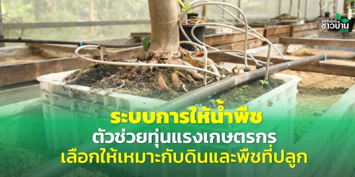 ระบบการให้น้ำพืชตัวช่วยทุ่นแรงเกษตรกร