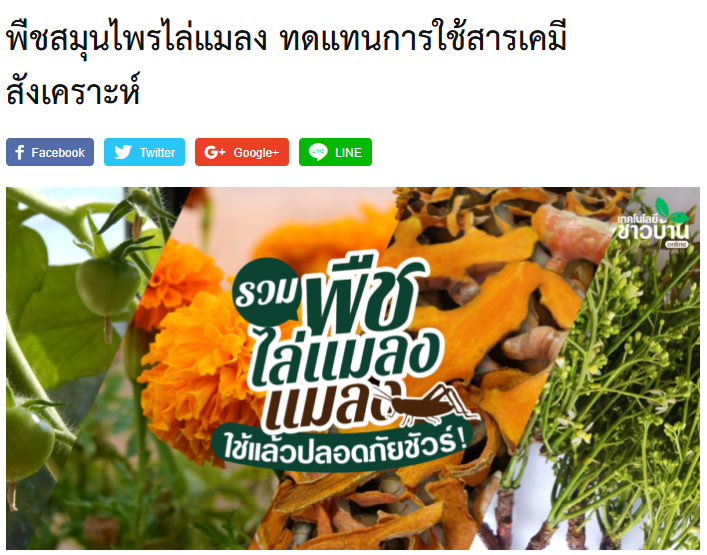พืชสมุนไพรไล่แมลง ทดแทนการใช้สารเคมีสังเคราะห์