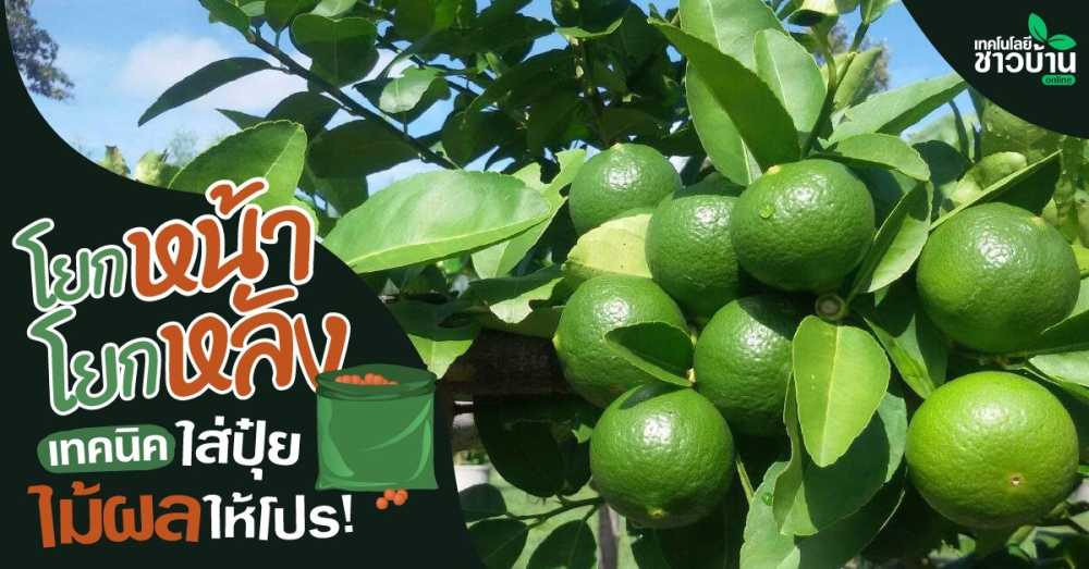 ‘โยกหน้า-โยกหลัง’สูตรปุ๋ยใส่‘ไม้ผล’