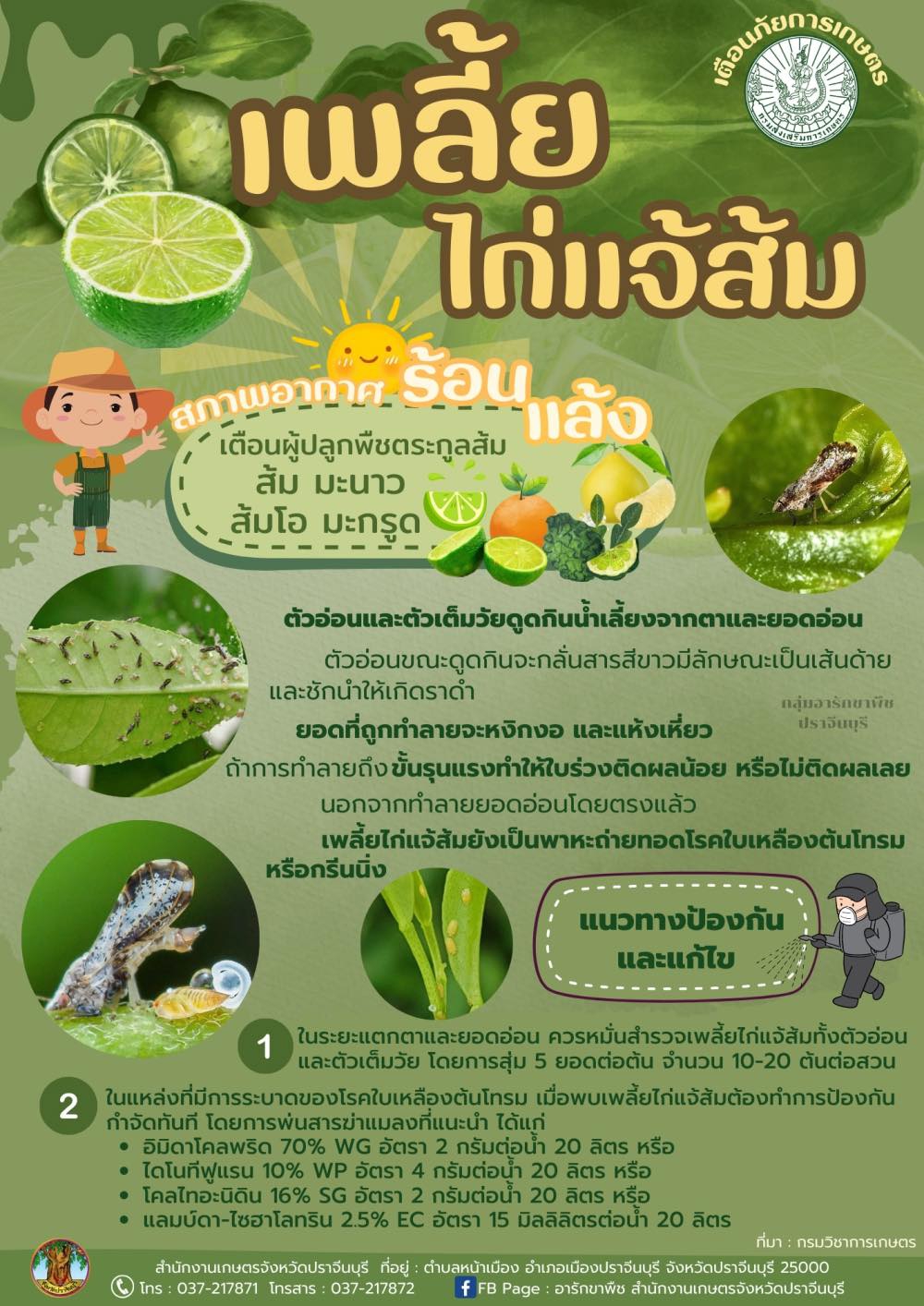 เพลี้ยไก่แจ้ส้ม