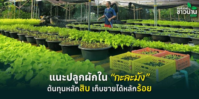 แนะปลูกผักในกะละมังต้นทุนหลักสิบเก็บขายได้หลักร้อย