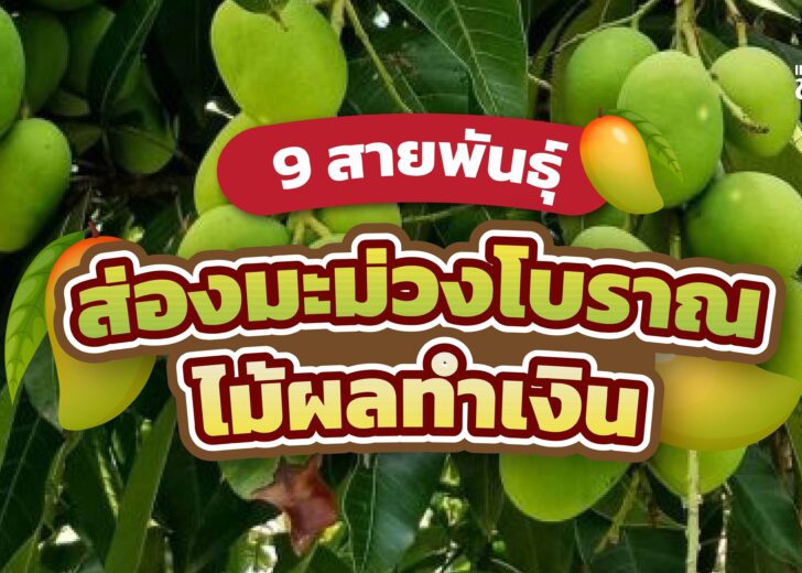 มะม่วงโบราณ 9 สายพันธุ์ ไม้ผลทำเงิน
