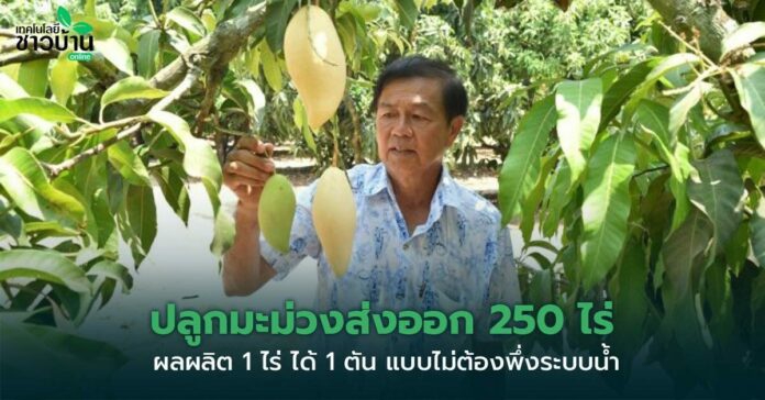 ปลูกมะม่วงส่งออก250ไร่ผลผลิต1ไร่ได้1ตัน