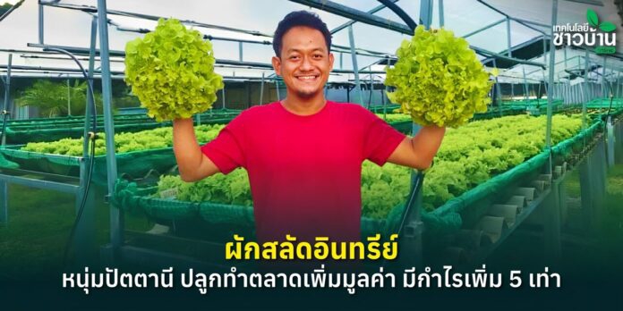 หนุ่มปัตตานีปลูกผักสลัดอินทรีย์
