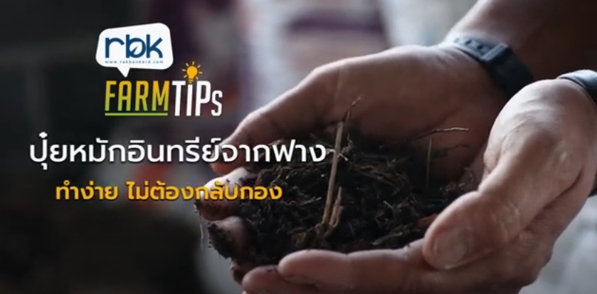 ฟางข้าวเอามาทำปุ๋ยช่วยผักโตดีไม่ต้องกลับกอง