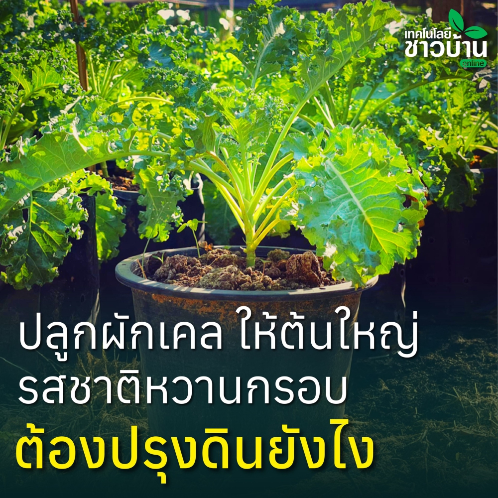 คล็ดลับการปลูกผักเคล