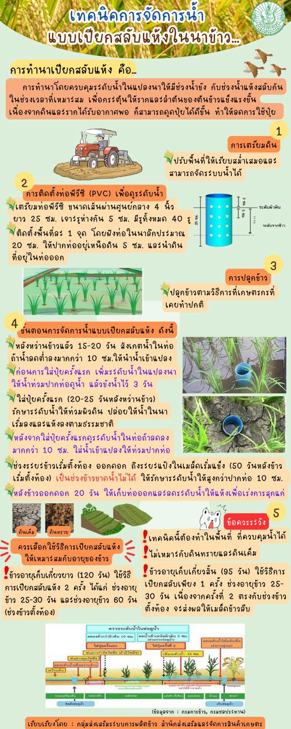 เทคนิคการจัดการน้ำแบบเปี๊ยกสลับแห้งในนาข้าว