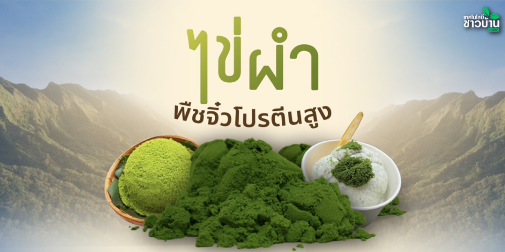ไข่ผำ พืชจิ๋วโปรตีนสูง