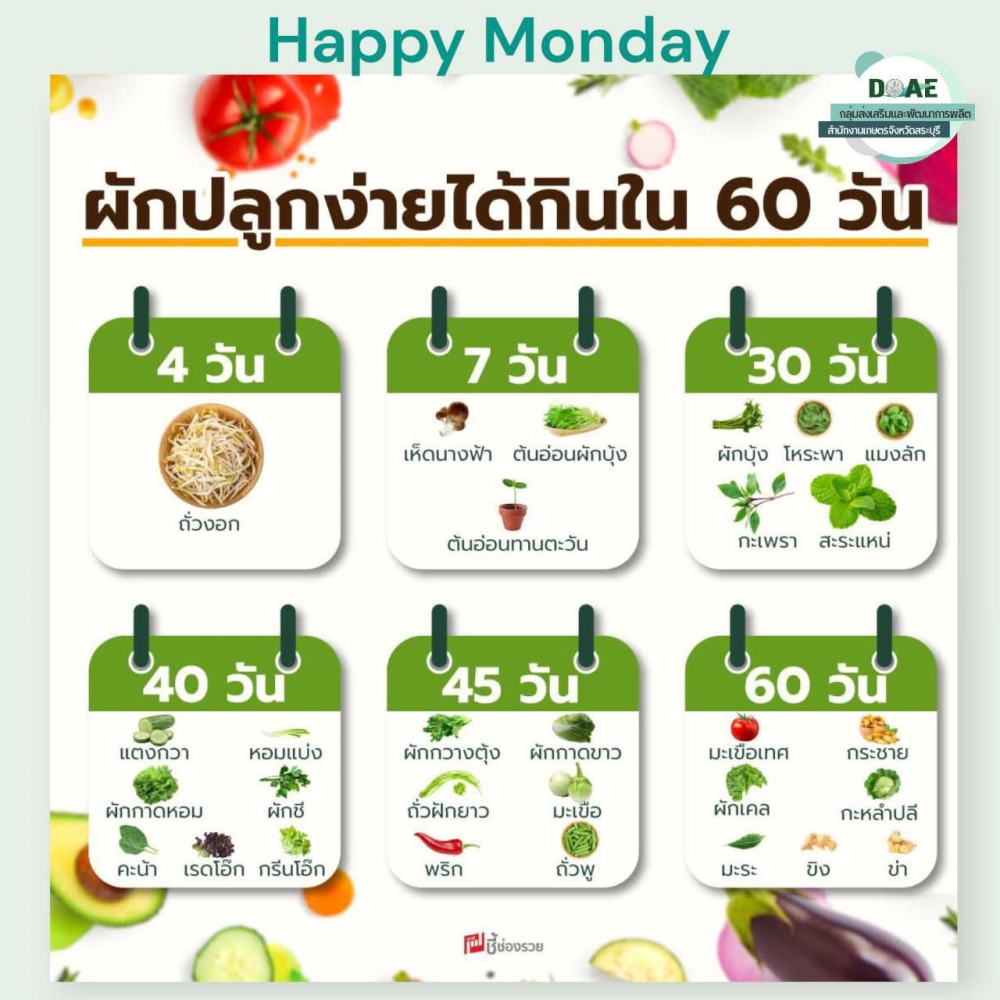 ผักปลูกง่ายได้กินใน 60 วัน