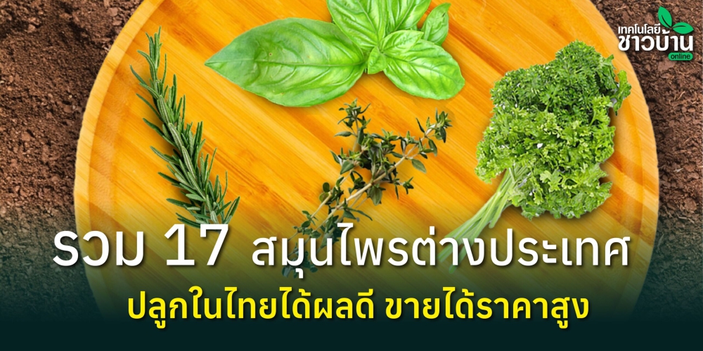 รวม17สมุนไพรต่างประเทศ