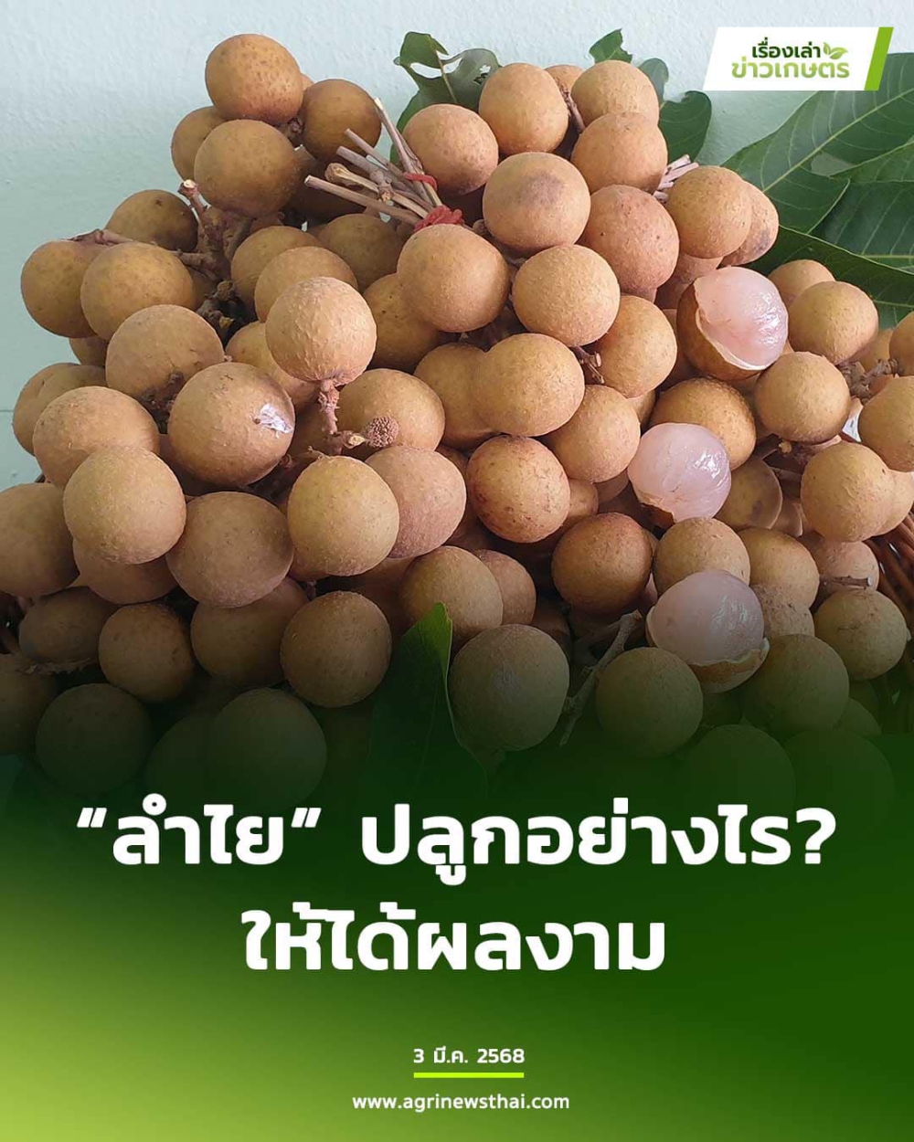 “ลำไย” ปลูกอย่างไร ให้ได้ผลงาม