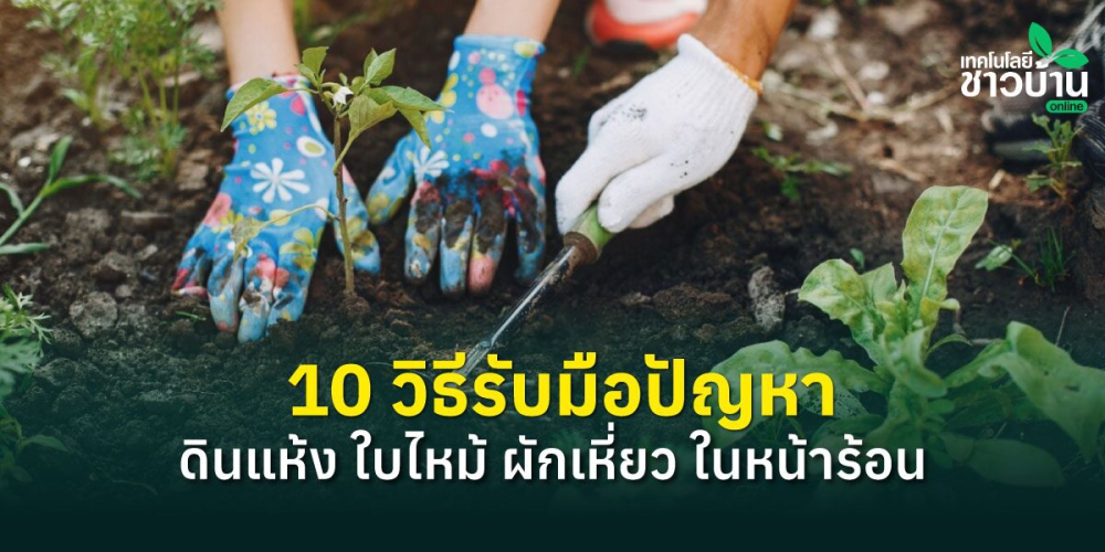 10 วิธีรับมือปัญหาดินแห้ง ใบไหม้ ผักเหี่ยว ในหน้าร้อน
