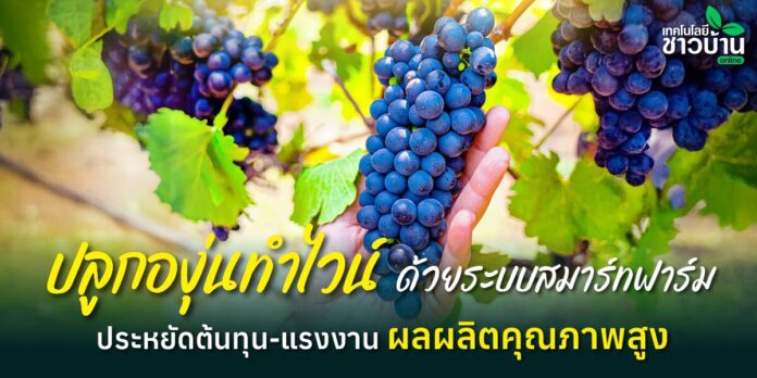 ปลูกองุ่นทำไวน์ด้วยระบบสมาร์ทฟาร์ม
