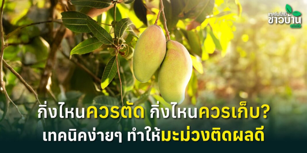 เทคนิคตัดแต่งกิ่งมะม่วง
