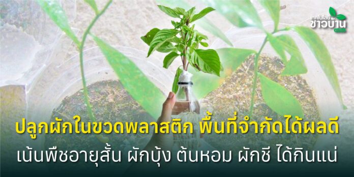 ปลูกผักในขวดพลาสติก