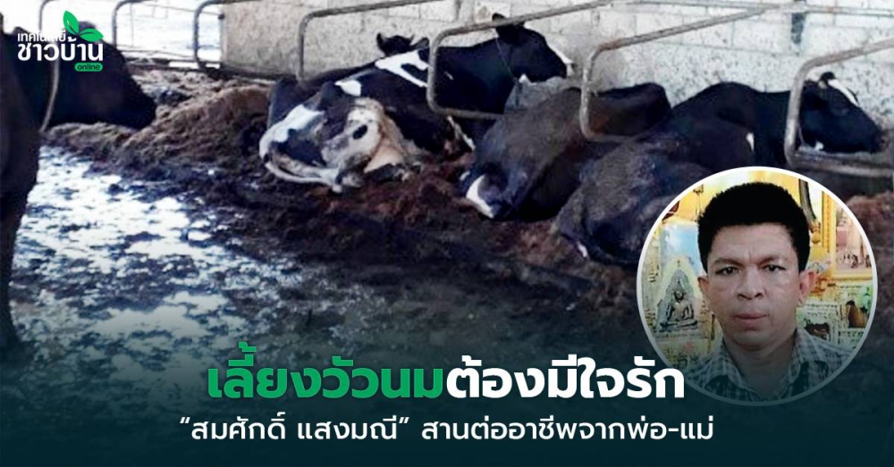 สมศักดิ์แสงมณีแห่งสหกรณ์โคนมบางสะพาน