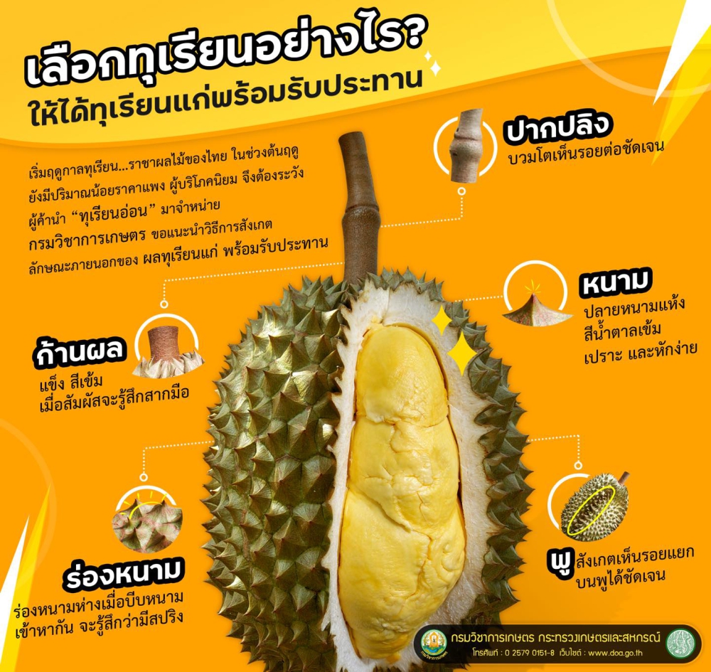เลือกทุเรียนอย่างไรให้ได้ทุเรียนแก่พร้อมรับประทาน