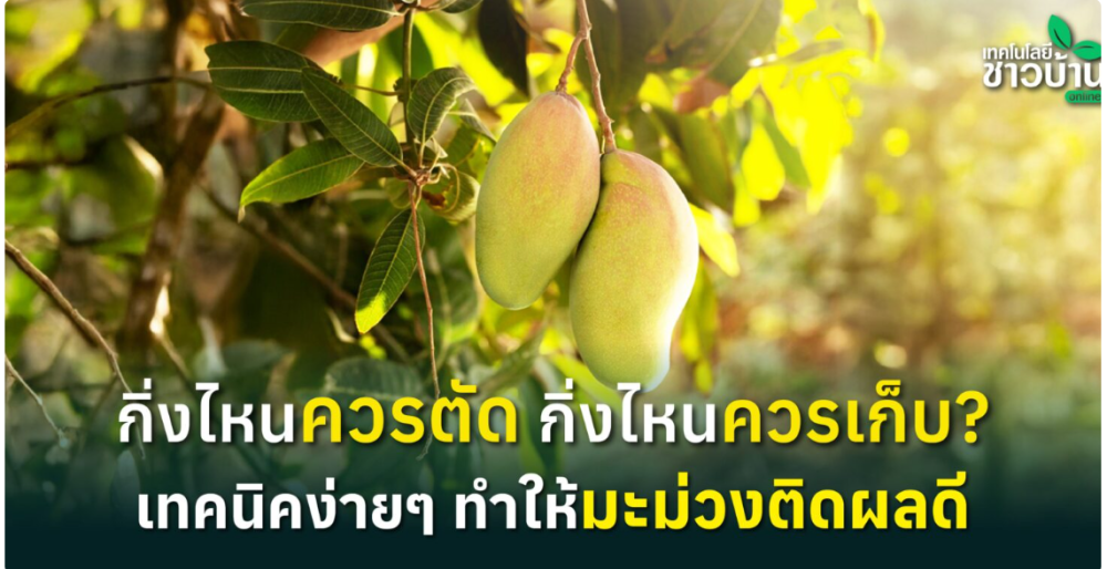 เทคนิคตัดแต่งกิ่งมะม่วง
