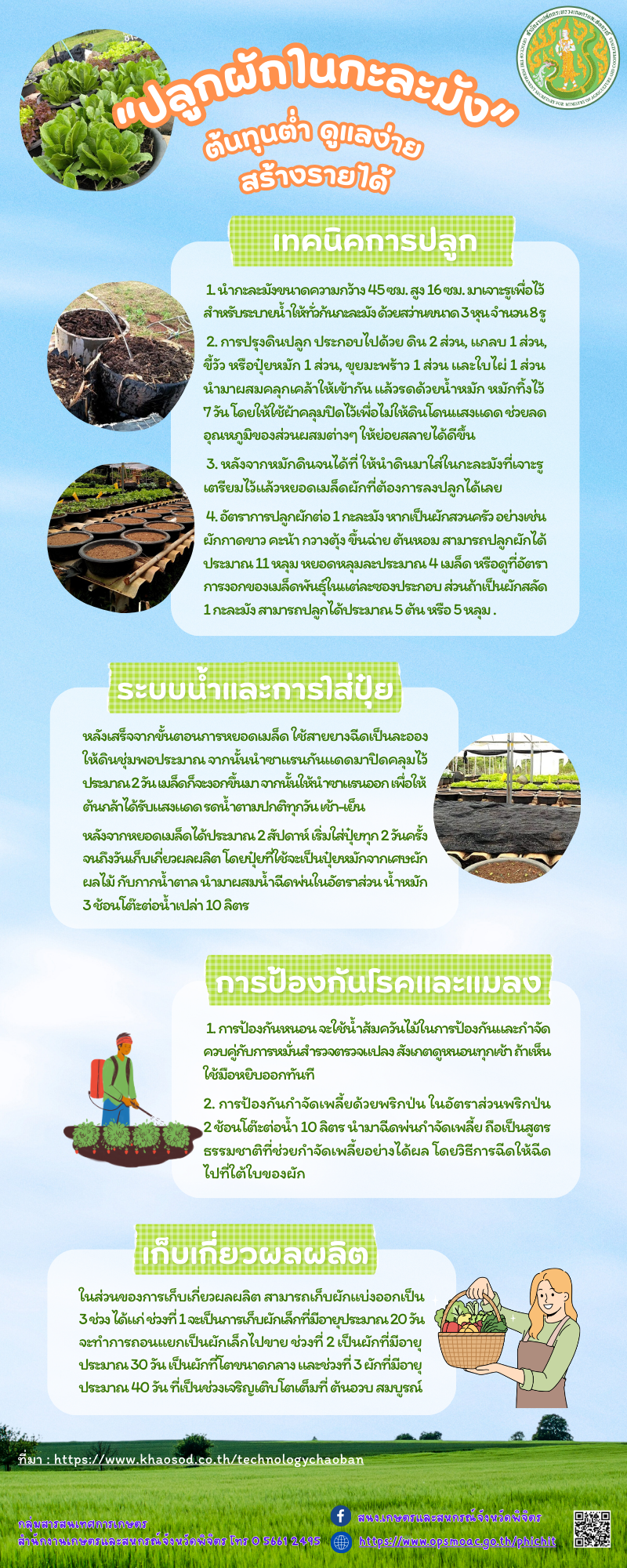ปลูกผักในกะละมัง ต้นทุนต่ำ ดูแลง่าย สร้างรายได้