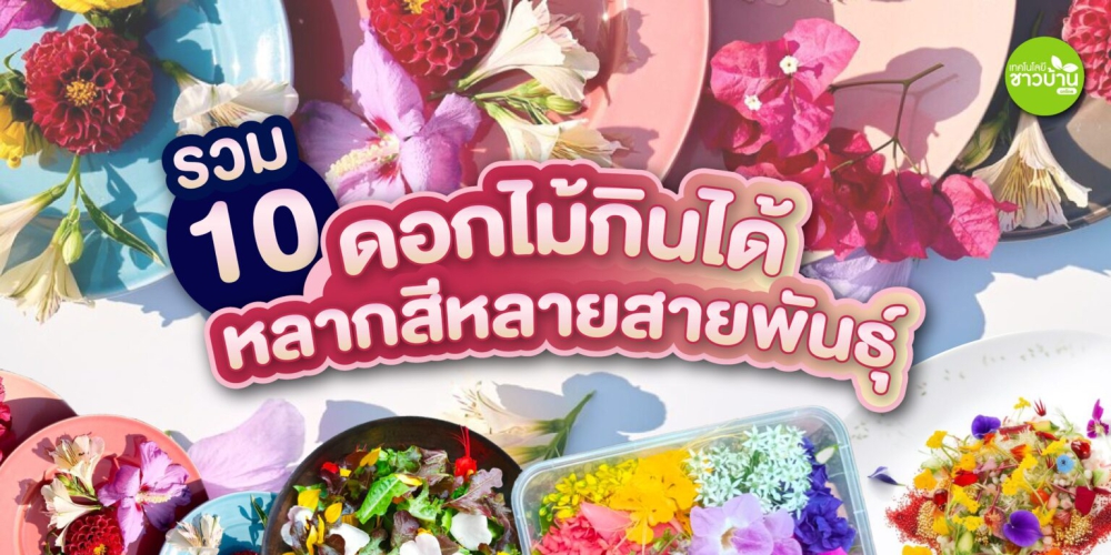 รวม10ดอกไม้รับประทานได้