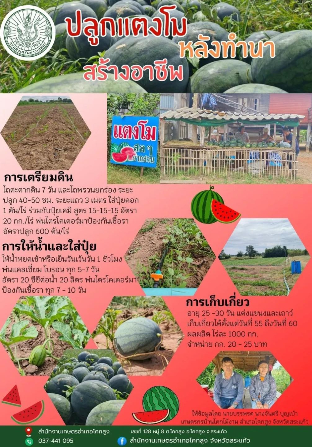 ปลูกแตงโมหลังทำนา