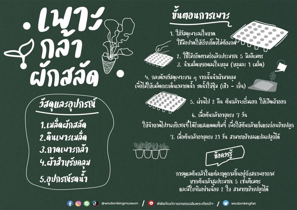 เพาะกล้าผักสลัด