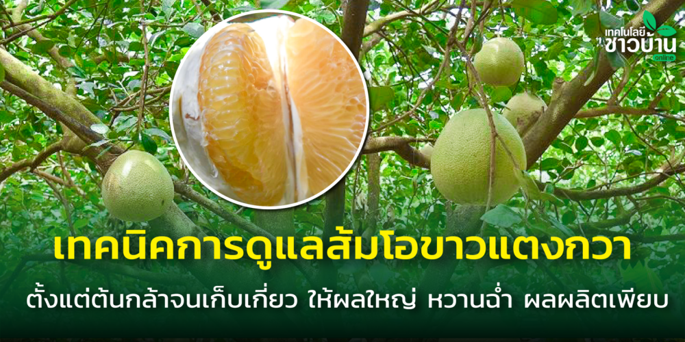 เทคนิคการดูแลส้มโอขาวแตงกวา