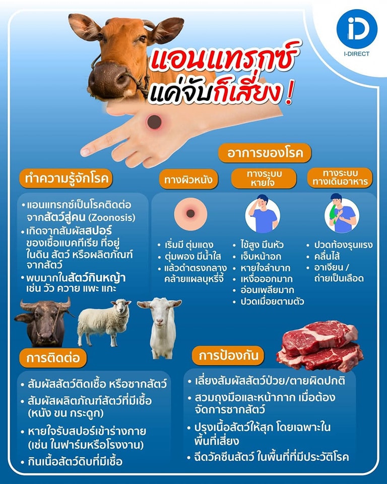แอนแทรกซ์ แค่จับก็เสี่ยง