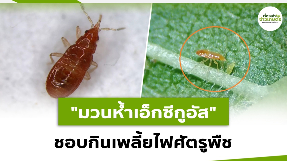 รู้จักกันหรือยังมวนห้ำเอ็กซีกูอัส”