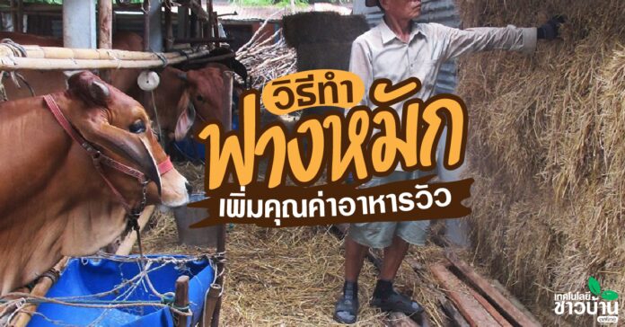 วิธีการทำฟางหมักอาหารเสริมให้วัวเพิ่มคุณค่าให้ฟางธรรมดา