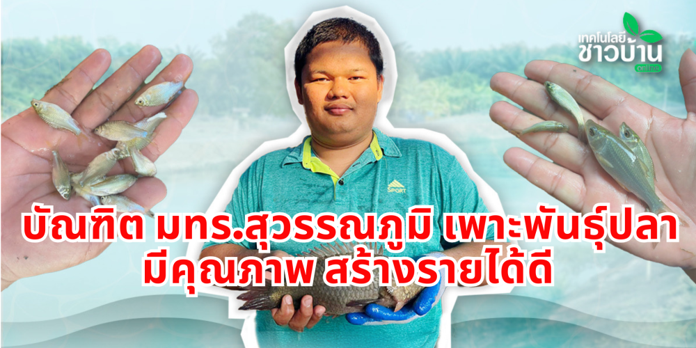 บัณฑิตมทร.สุวรรณภูมิเพาะพันธุ์ปลามีคุณภาพ