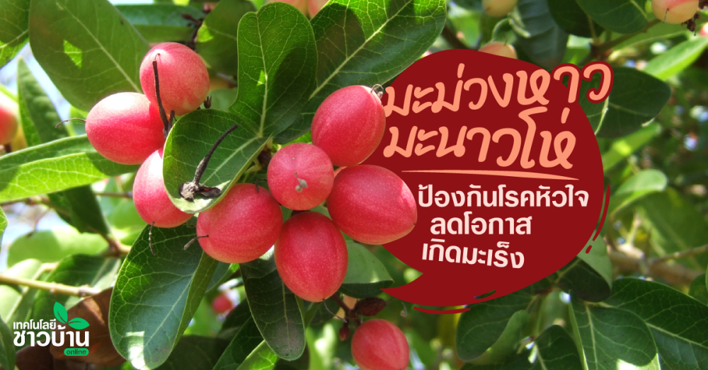 มะม่วงหาว มะนาวโห่