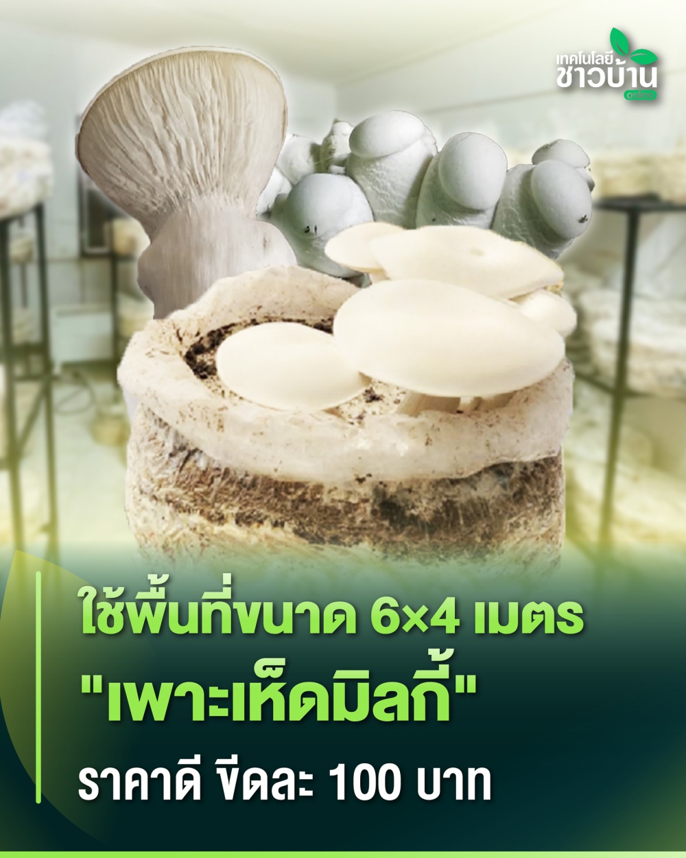 ใช้พื้นที่ขนาด6×4เมตร“เพาะเห็ดมิลกี้”