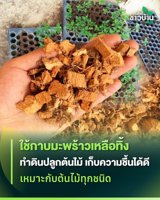 กาบมะพร้าวสับซึ่งเป็นวัสดุปลูกยอดฮิต