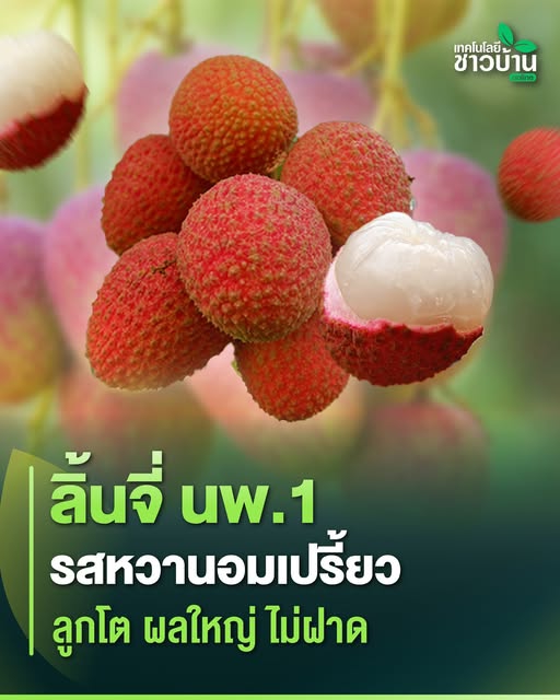 ลิ้นจี่นพ.1หรือลิ้นจี่พันธุ์นครพนม1เป็นพืชอัตลักษณ์ของจังหวัดนครพนม