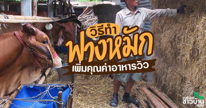 วิธีการทำ“ฟางหมัก”อาหารเสริมให้วัว