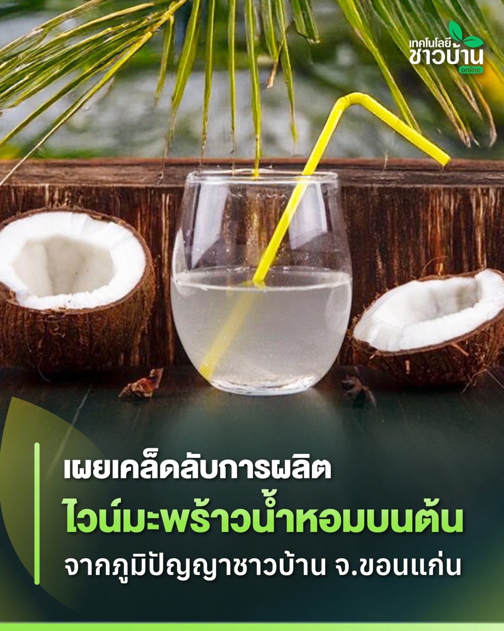เคล็ดลับการทำไวน์มะพร้าวน้ำหอมบนต้น