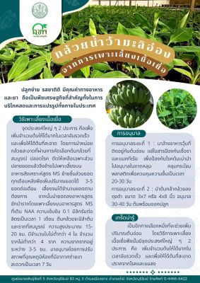 กล้วยน้ำว้ามะลิอ่อง