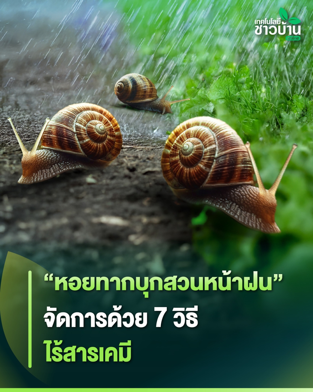 “หอยทากบุกสวนหน้าฝน”จัดการด้วย 7 วิธี ไร้สารเคมี