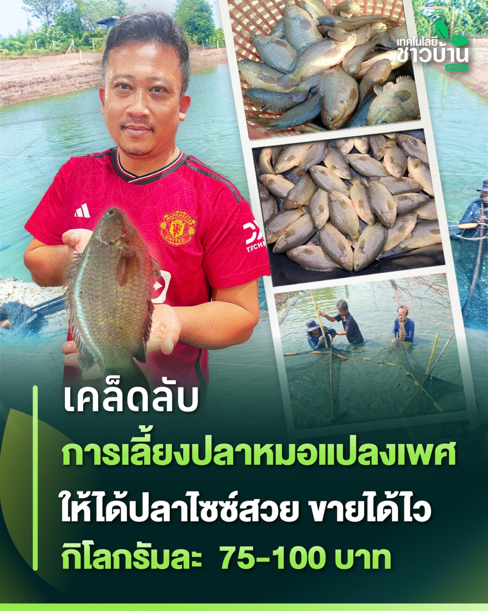 การเลี้ยงปลาหมอแปลงเพศ