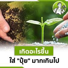 จะเกิดอะไรขึ้นเมื่อใส่ “ปุ๋ย” มากเกินไป