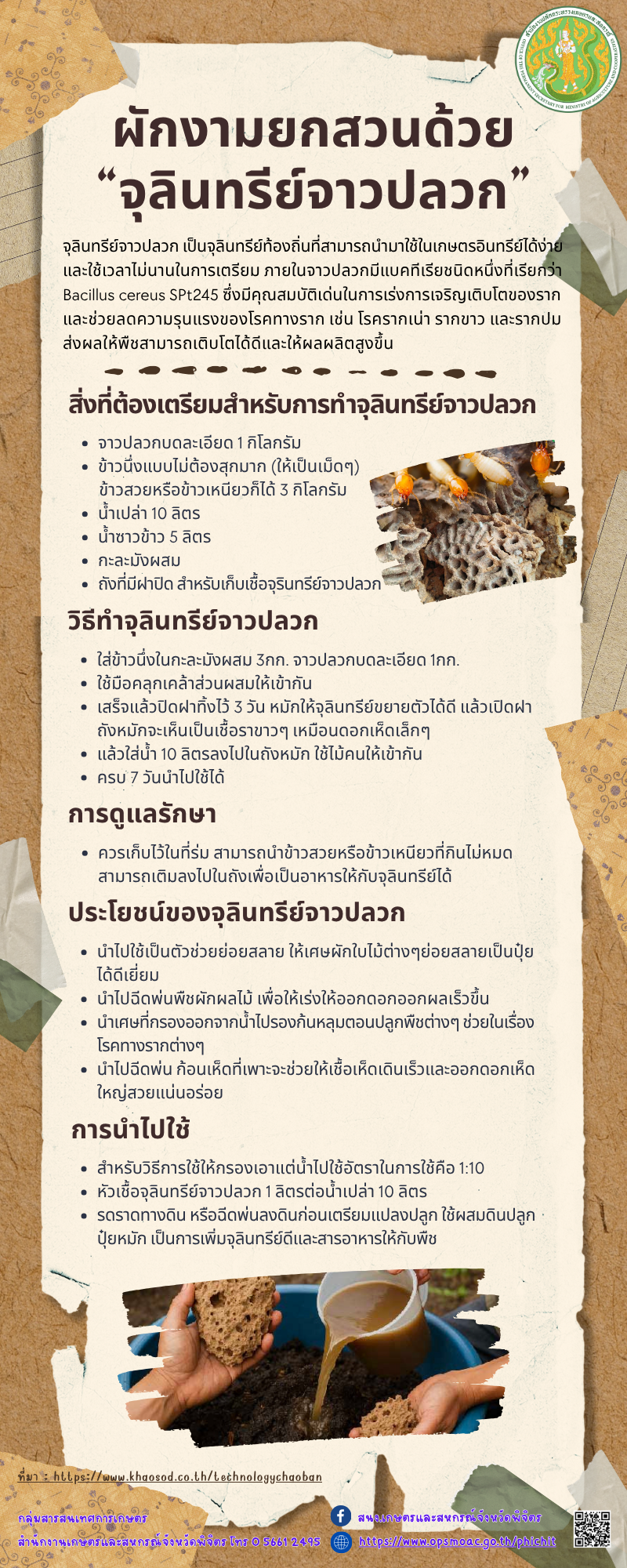 ผักงามยกสวนด้วย “จุลินทรีย์จาวปลวก”