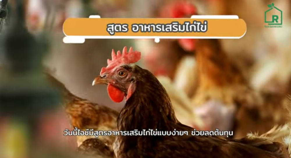 3 สูตรอาหารเสริมเลี้ยงไก่ไข่ ไข่ฟองใหญ่