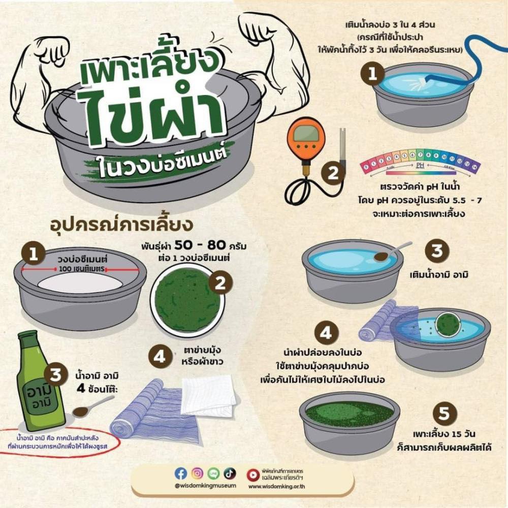 เพาะเลี้ยงไข่ผำในวงบ่อซีเมนต์
